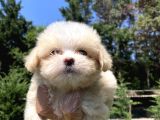 SAFKAN TEACUP MALTİPOO YAVRULARIMIZ SİZLERLE