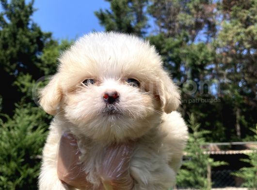 Safkan Teacup Malti̇poo Yavrularimiz Si̇zlerle