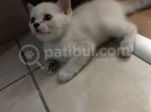 British Shorthair 30 Günlük Dişi Ve Erkek Safkan
