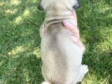 Fawn Rengi̇nde Pug Mops Yavrularimiz