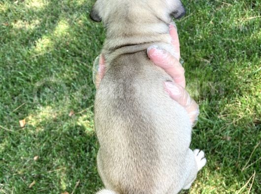 Fawn Rengi̇nde Pug Mops Yavrularimiz görsel