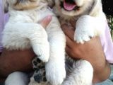 Golden Retriever A Kalite