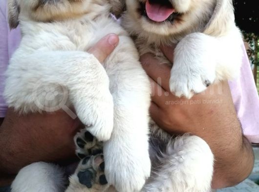 Golden Retriever A Kalite görsel