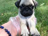 Fawn Rengi̇nde Pug Mops Yavrularimiz