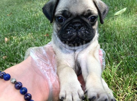 Fawn Rengi̇nde Pug Mops Yavrularimiz