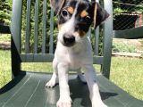 Safkan Jack Russell Yavrularimiz