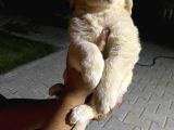 Golden Retriever A Kalite