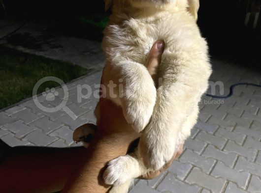 Golden Retriever A Kalite görsel
