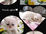 Maviş İran Kardeşler