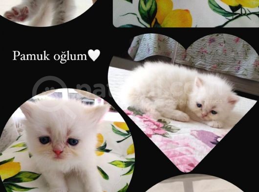 Maviş İran Kardeşler görsel
