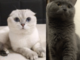 British Shorthair 30 Günlük Dişi Ve Erkek Safkan