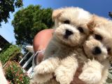 Safkan Teacup Malti̇poo Yavrularimiz Si̇zlerle