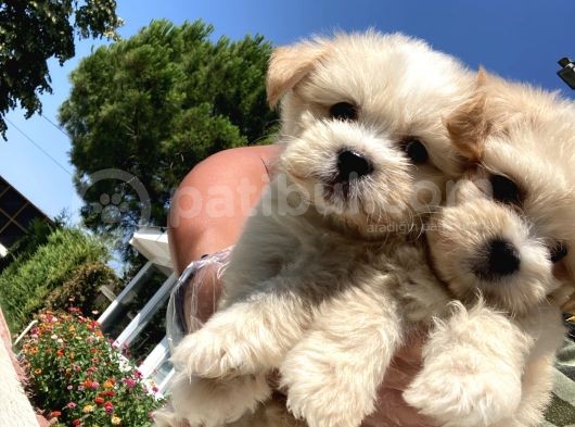 Safkan Teacup Malti̇poo Yavrularimiz Si̇zlerle görsel