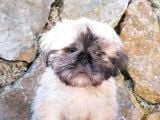 Sevimli Shih Tzu Yavrular
