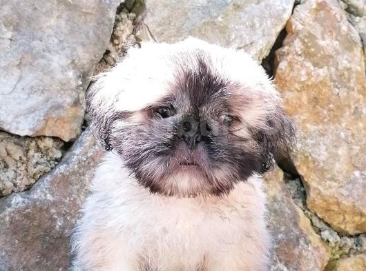 Sevimli Shih Tzu Yavrular görsel