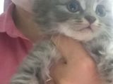 Boncuk Gözlü Sevimli Kediler