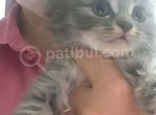 Boncuk Gözlü Sevimli Kediler görsel