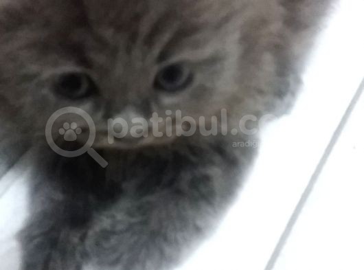 Boncuk Gözlü Sevimli Kediler görsel