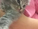 Boncuk Gözlü Sevimli Kediler