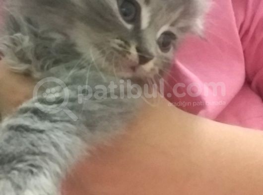 Boncuk Gözlü Sevimli Kediler