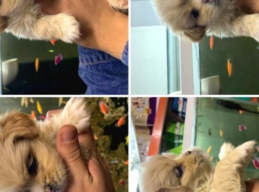 Sevimli Shih Tzu Yavrular görsel
