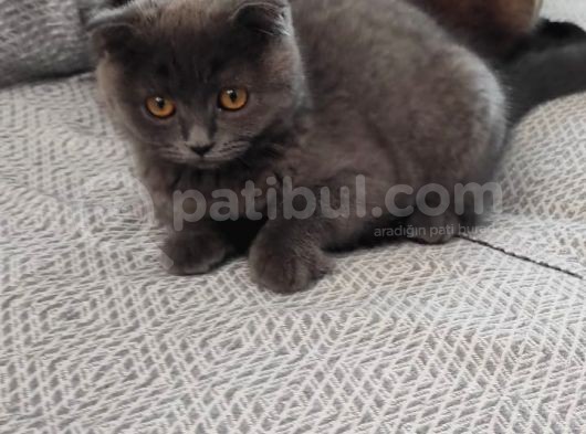 Çok Uysal, Saf Irk Scotish Fold Dişi görsel