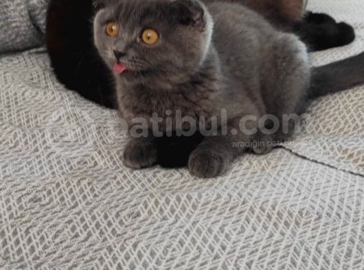Çok Uysal, Saf Irk Scotish Fold Dişi görsel