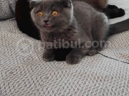 Çok Uysal, Saf Irk Scotish Fold Dişi görsel