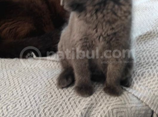 Çok Uysal, Saf Irk Scotish Fold Dişi görsel