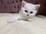 Beyaz Ayıcık Surat Dişi Yavru