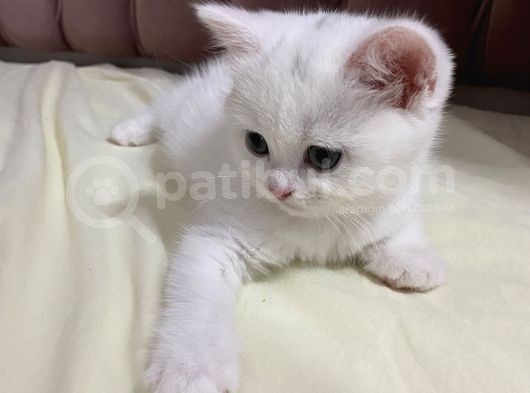 Beyaz Ayıcık Surat Dişi Yavru görsel
