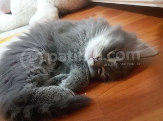British Longhair Ankara Dişi Ve Erkek görsel