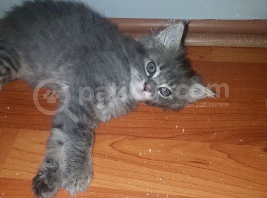 British Longhair Ankara Dişi Ve Erkek görsel
