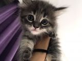 British Longhair Ankara Dişi ve Erkek