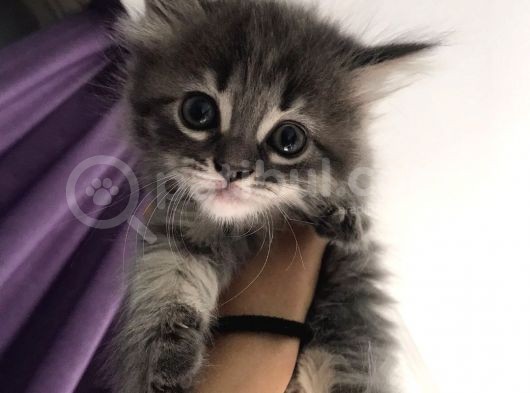 British Longhair Ankara Dişi Ve Erkek