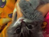 British Longhair Ankara Dişi Ve Erkek