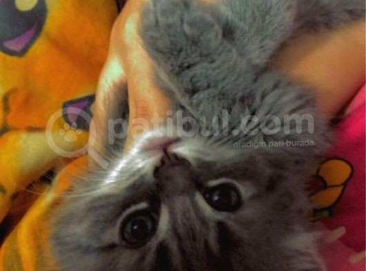 British Longhair Ankara Dişi Ve Erkek görsel