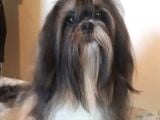 Sevimli Shih Tzu Yavrular