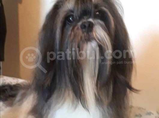 Sevimli Shih Tzu Yavrular