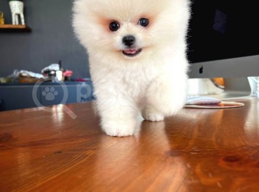 Ayı Surat Pomeranian Boo Yavrularımız görsel