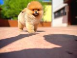 Irk ve Sağlık Garantili Pomeranian Boo Yavrularımız