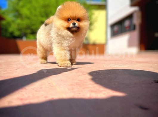 Irk Ve Sağlık Garantili Pomeranian Boo Yavrularımız