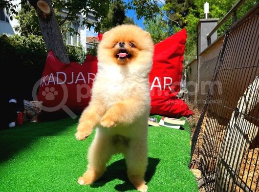 Irk Ve Sağlık Garantili Pomeranian Boo Yavrularımız görsel