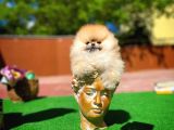 Irk Ve Sağlık Garantili Pomeranian Boo Yavrularımız