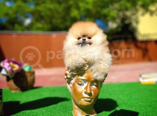 Irk Ve Sağlık Garantili Pomeranian Boo Yavrularımız görsel