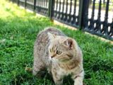 Ny25 Bri̇ti̇sh Tabby Di̇şi̇ Scrsi̇z