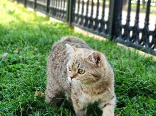 Ny25 Bri̇ti̇sh Tabby Di̇şi̇ Scrsi̇z görsel