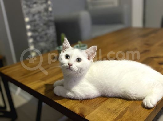 British Shorthair görsel
