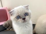 Son 2 Di̇şi̇ Blue Poi̇nt !