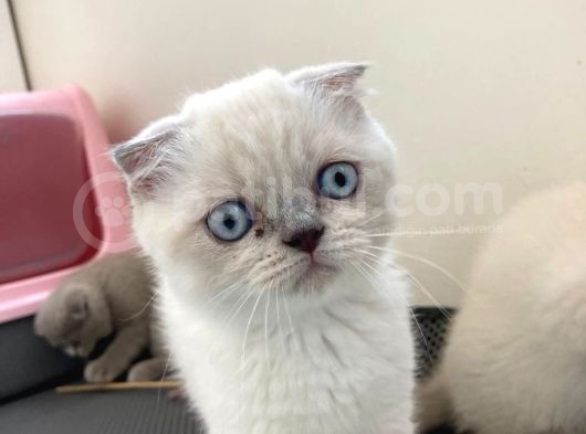 Son 2 Di̇şi̇ Blue Poi̇nt ! görsel
